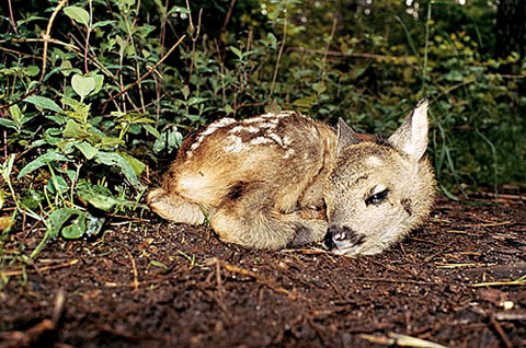 Juergen_Teller_deer
