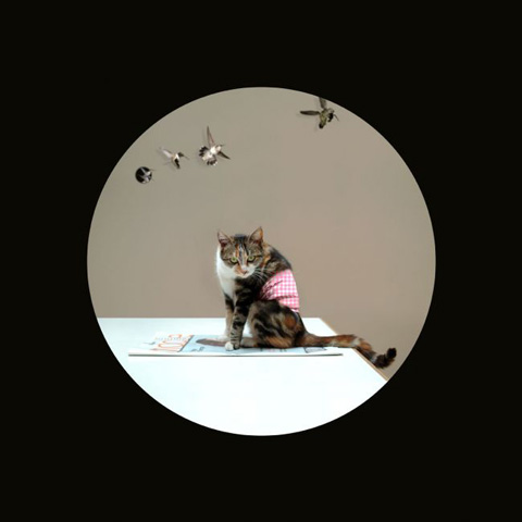 morgane_le_gall