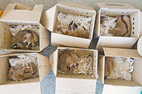 Mark_Leong_2 BANGKOK, THAILAND. Slow lorises confiscated in a Thai Police raid of a Chatuchak Market pet shop.