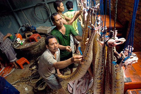 SUMATERA, INDONESIA. At a reptile skinning operation, w