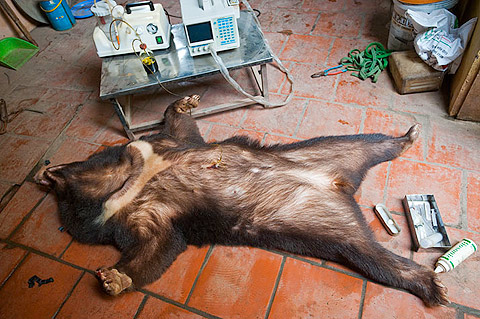 Mark_Leong_6 HANOI, VIETNAM. A captive Asiatic black bear is pumped for bile in a farm outside urban Hanoi.