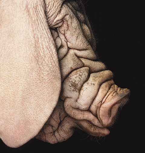 tim_flach1