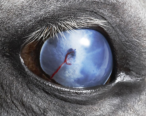 tim_flach10