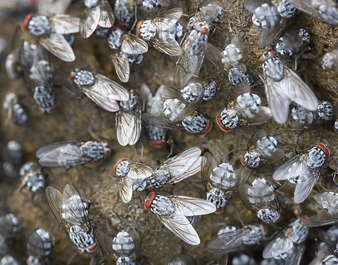 tim_flach5