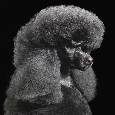 tim_flach9