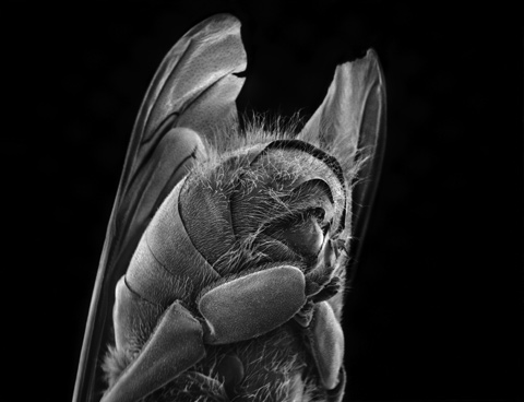 Rose-Lynn Fisher photography bee