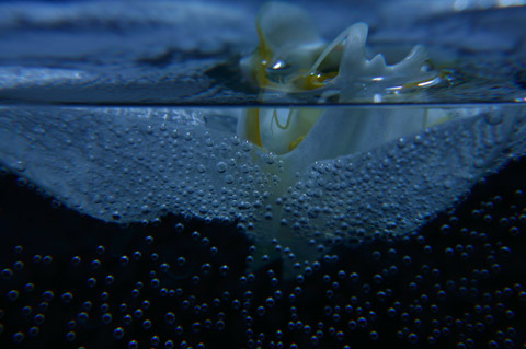 Namiko Kitaura photography