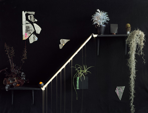 Heidi Norton photography still life