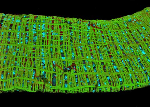 Nikon Small World 2010 photography competition Nikon Small World 2010 photography competition