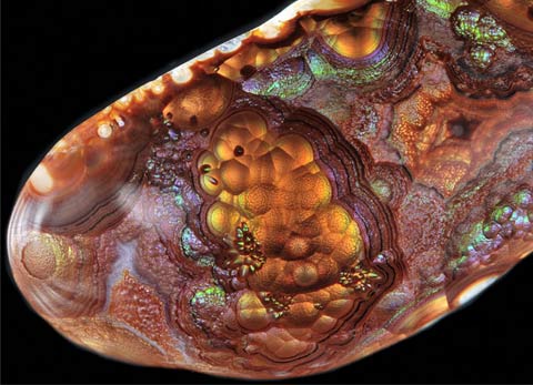 Nikon Small World 2010 photography competition Nikon Small World 2010 photography competition