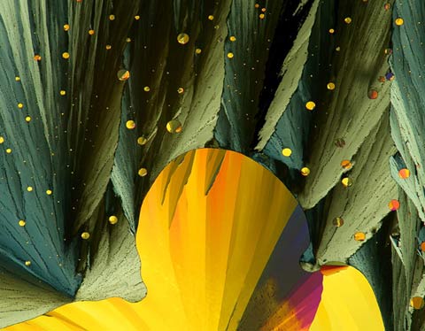 Nikon Small World 2010 photography competition Nikon Small World 2010 photography competition