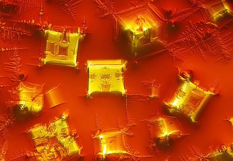 Nikon Small World 2010 photography competition Nikon Small World 2010 photography competition