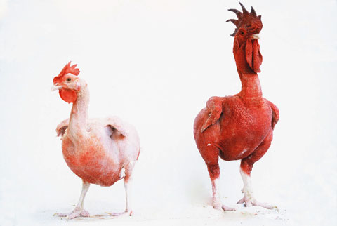 piero steinle photography