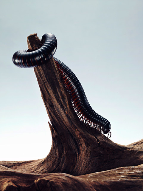Alexander Crispin photography Alexander Crispin photography