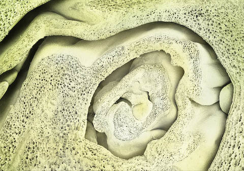 caren alpert food electron microscope photography caren alpert food electron microscope photography