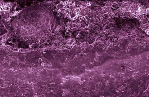 caren alpert food electron microscope photography caren alpert food electron microscope photography