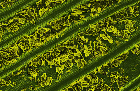 caren alpert food electron microscope photography caren alpert food electron microscope photography
