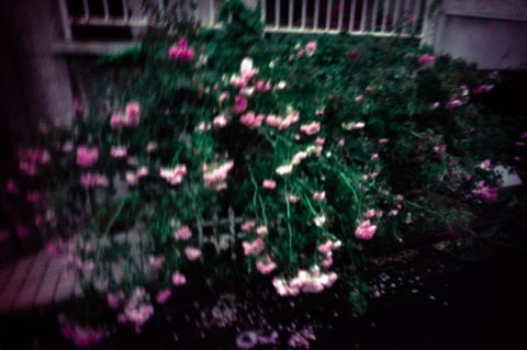 Davi Russo photography