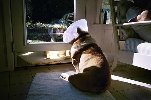 e-collar dogs Keith Davis Young photography