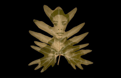 chlorophyll printing binh danh