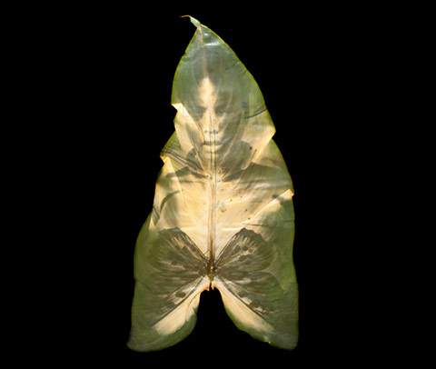 chlorophyll printing binh danh