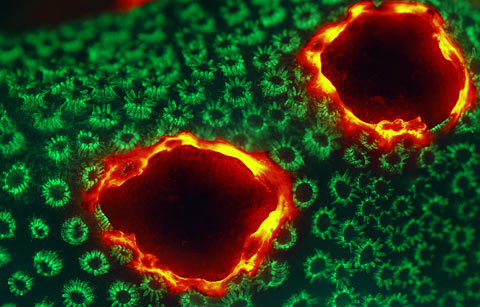 James H Nicholson Nikon Small World photography competition