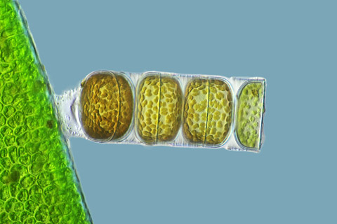 Nikon Small World photography competition