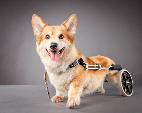 disabled-pets-Carli-Davidson