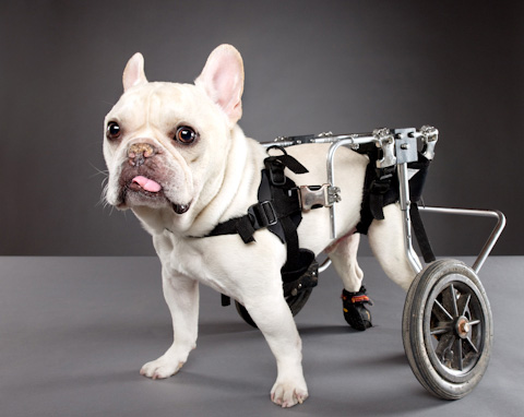 disabled-pets-Carli-Davidson