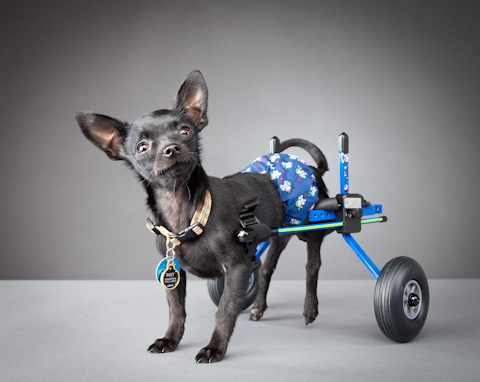 disabled-pets-Carli-Davidson