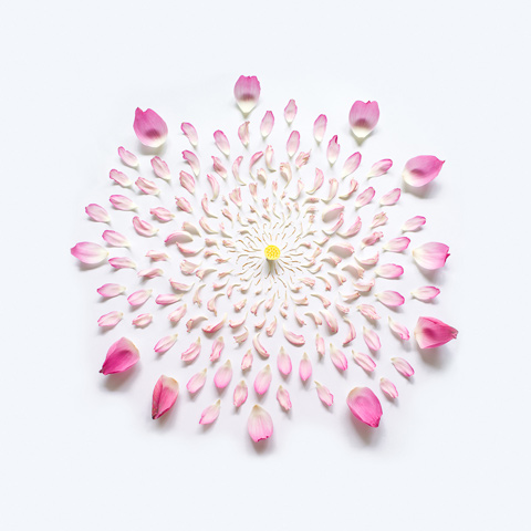 Exploding-flowers-Qi-Wei