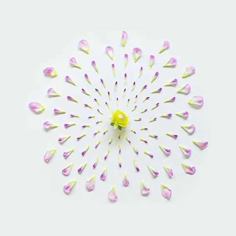 Exploding-flowers-Qi-Wei