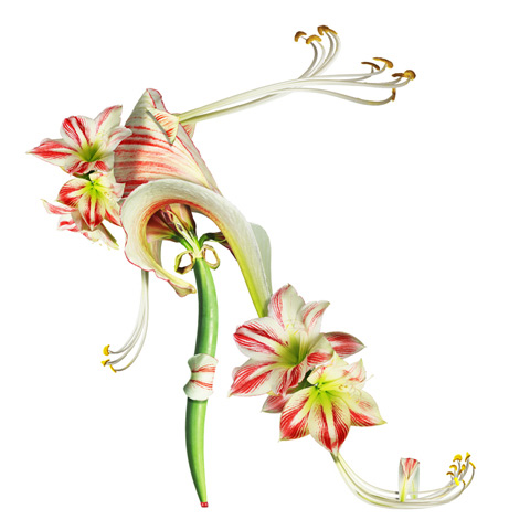 shoe fleur Michel Tcherevkoff