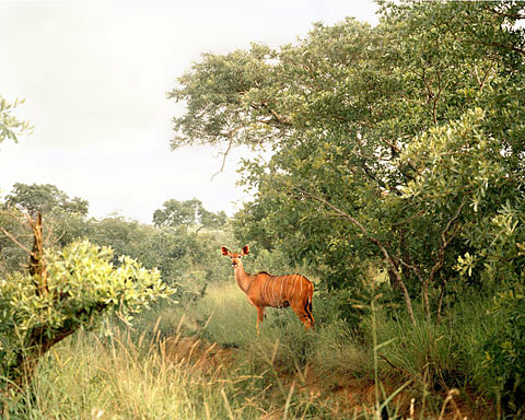 South-African-safari Chris Davis