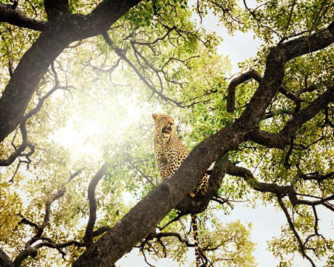 South-African-safari Chris Davis