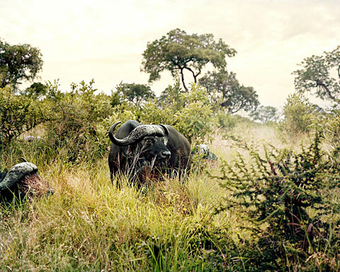 South-African-safari Chris Davis
