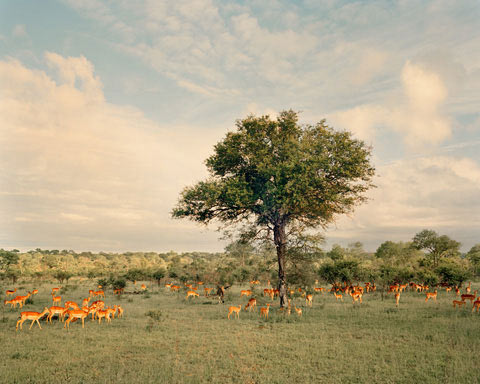 South-African-safari Chris Davis