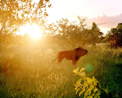 South-African-safari Chris Davis