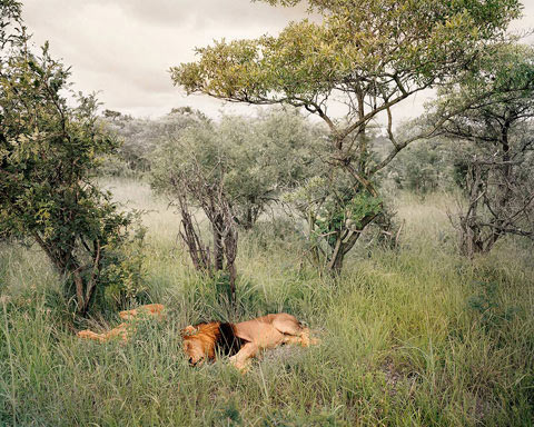 South-African-safari Chris Davis