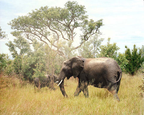 South-African-safari Chris Davis