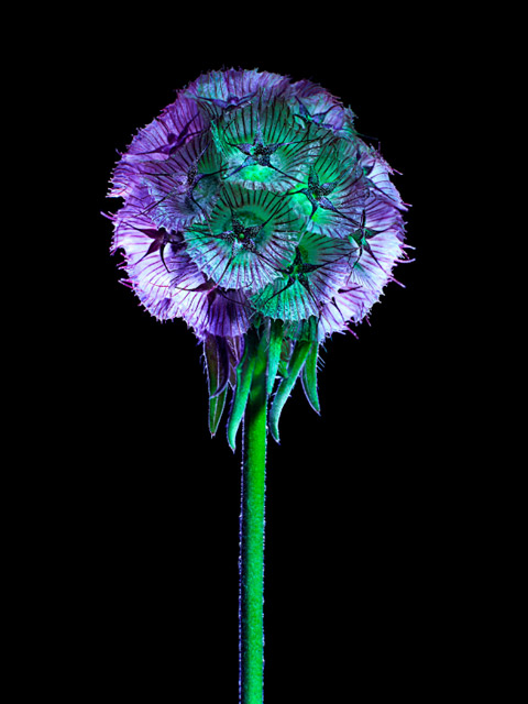Torkil Gudnason flowers photography Torkil Gudnason flowers photography