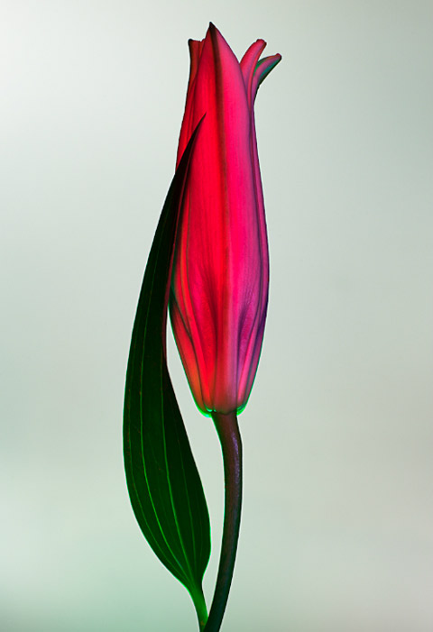 Torkil Gudnason flowers photography Torkil Gudnason flowers photography