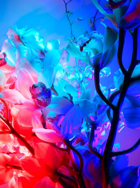 Torkil Gudnason flowers photography