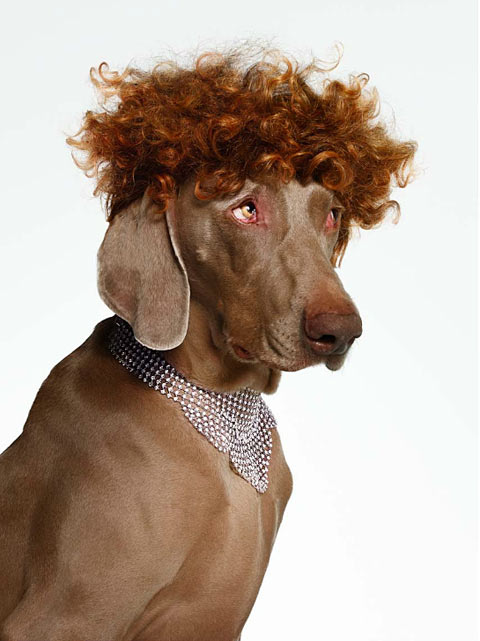bourjois dogs Torkil Gudnason