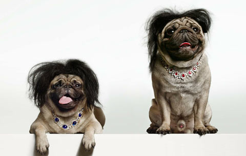 bourjois dogs Torkil Gudnason