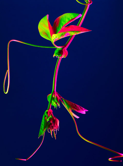 Torkil Gudnason flowers photography Torkil Gudnason flowers photography