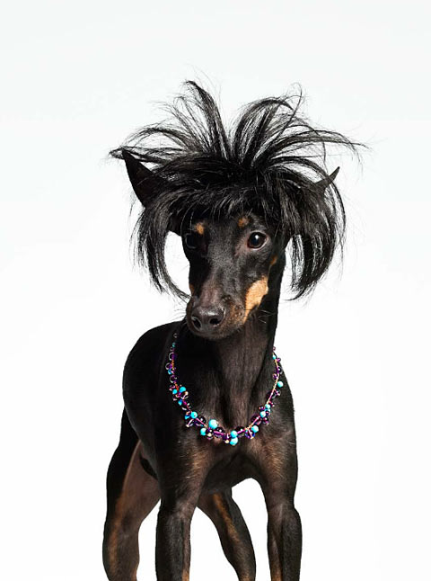 bourjois dogs Torkil Gudnason