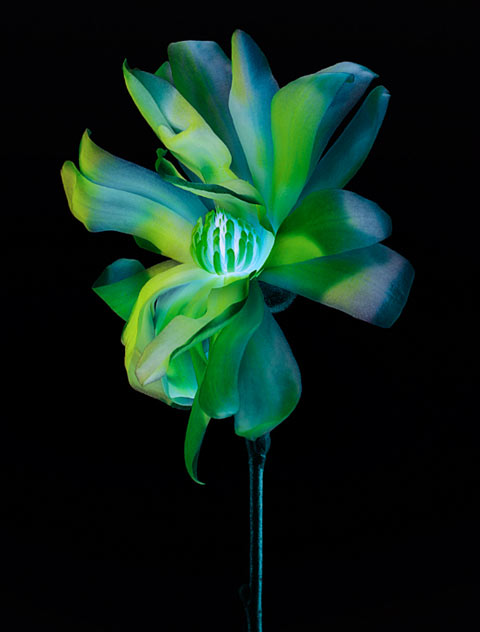 Torkil Gudnason flowers photography Torkil Gudnason flowers photography