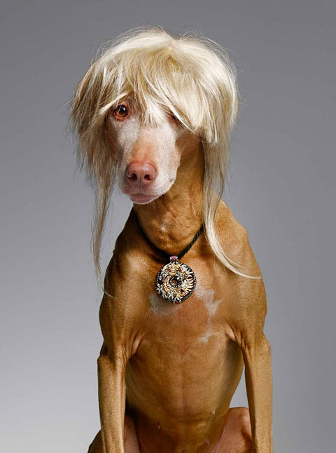 bourjois dogs Torkil Gudnason