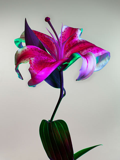 Torkil Gudnason flowers photography Torkil Gudnason flowers photography